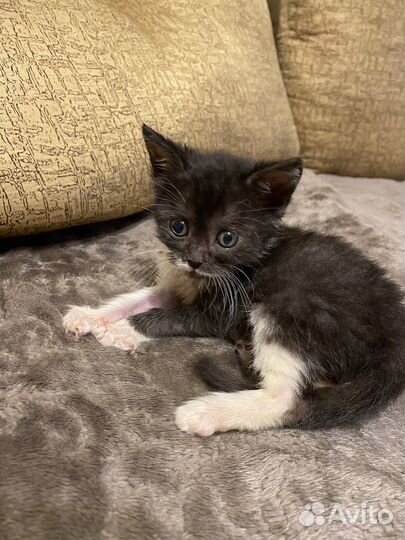 Котик бесплатно