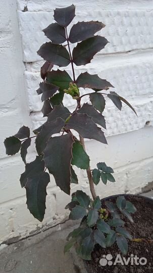 Магония падуболистная