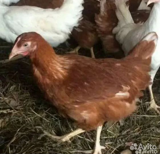 Куры несушки