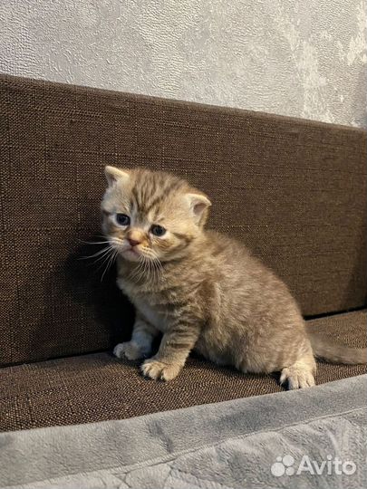 Шотландская вислоухая шиншилла