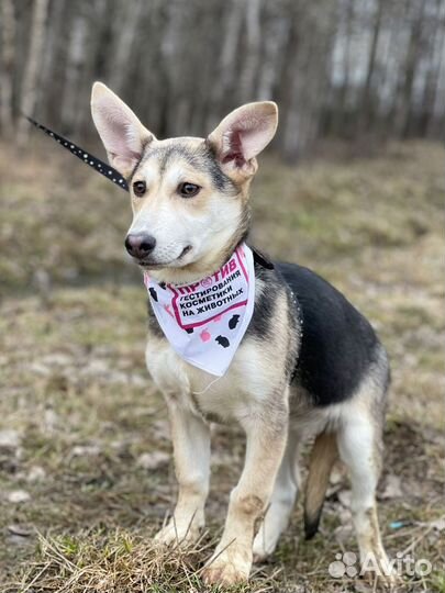 Небольшая Собака в добрые руки