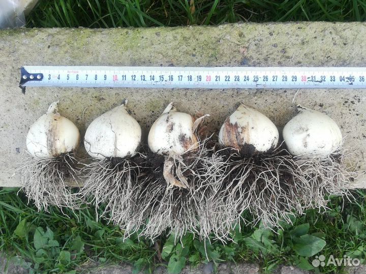 Аллиум Гладиатор