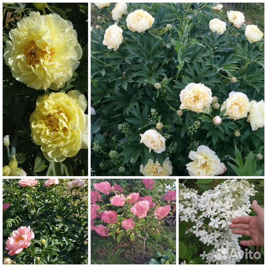 Гортензия на штамбе. Гортензии. Пионы