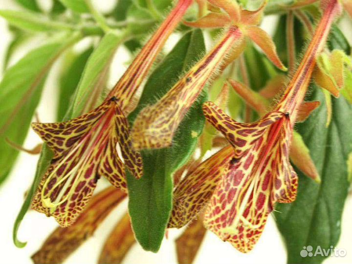 Гипоцирты, Колумнеи, Эсхинантусы