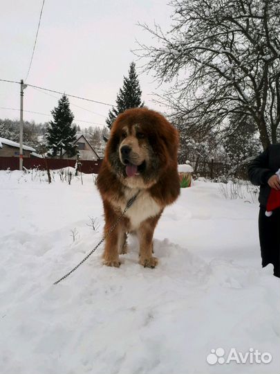 Жених Тибетского Мастифа