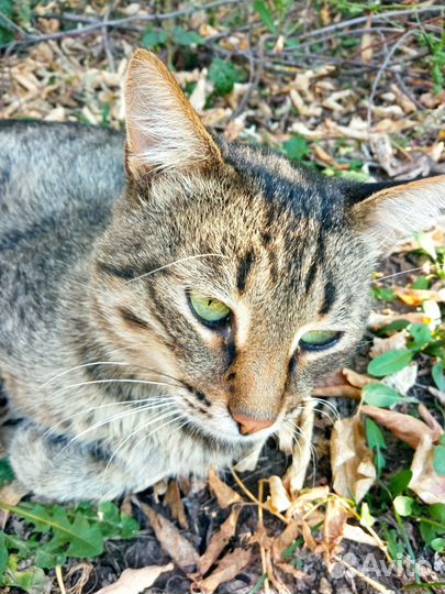Котики бесплатно в добрые руки