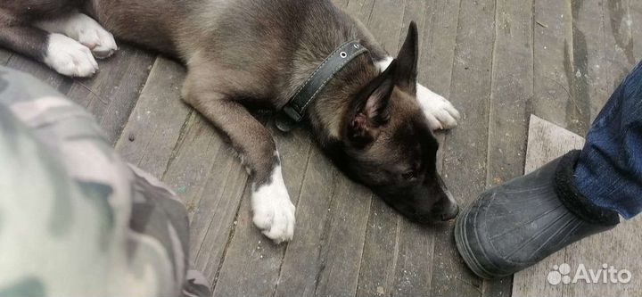 Собаки потеряшка