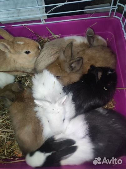 Грызуны оптом иив розницу