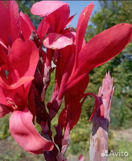 Клубни канны