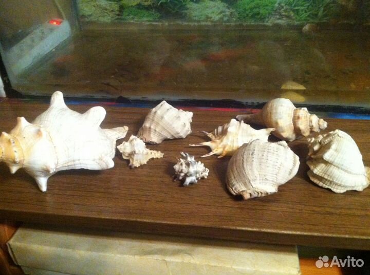 Грунт для аквариума большая ракушка и декор