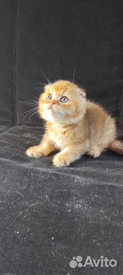 Шотландские котята Золотые шиншиллы