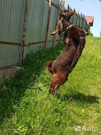 Козел для вязки