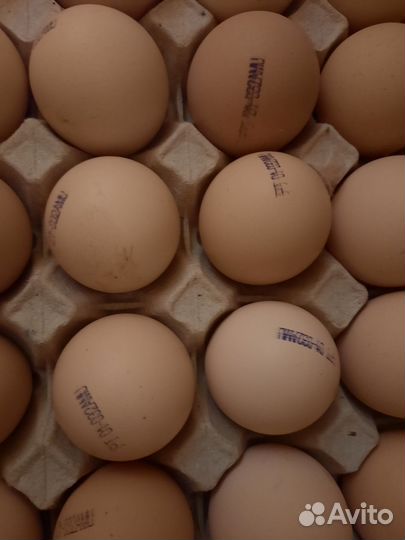 Цветной броллер голошейка есть в наличие