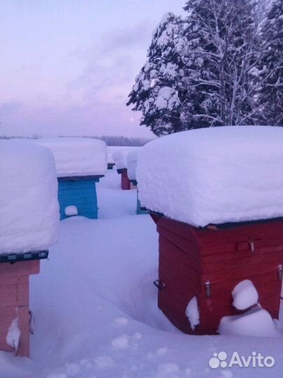 Мёд 2023 Волосовский район