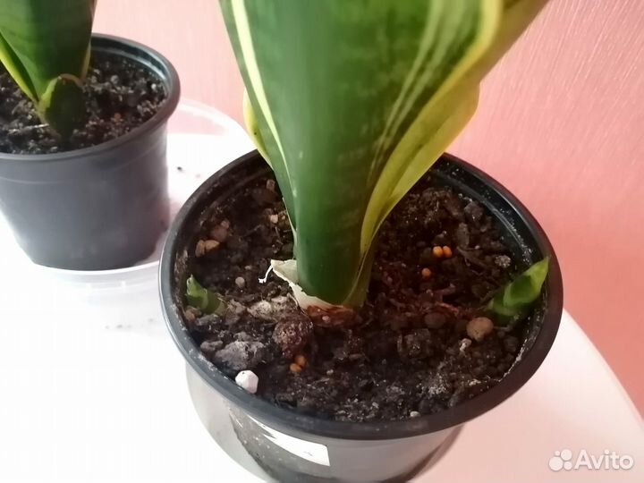 Сансевиерия сортовая