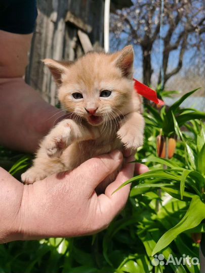 Котята в добрые руки бесплатно