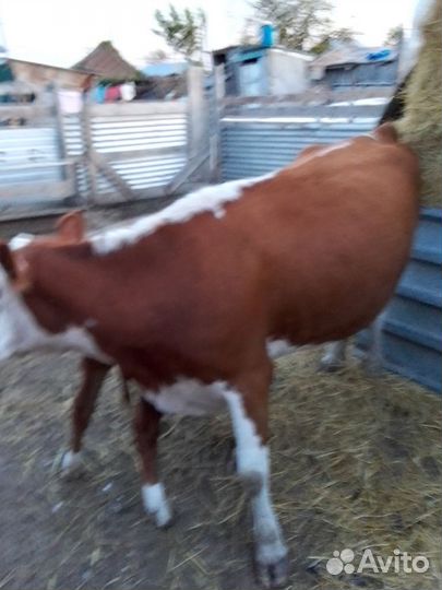 Корова с телёнкой