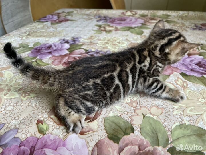 Бенгальские котята