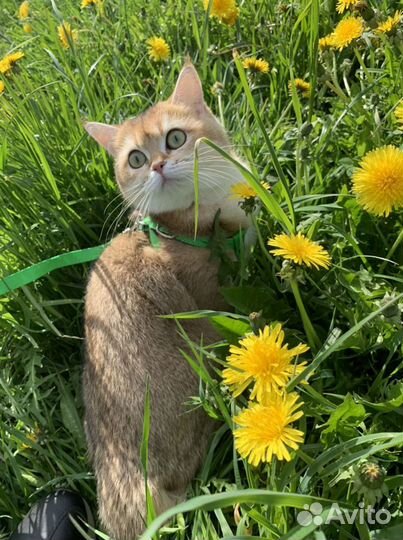 Молодая девочка в домашние любимцы NY25