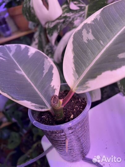 Каучуконосный фикус эластика Тинеке