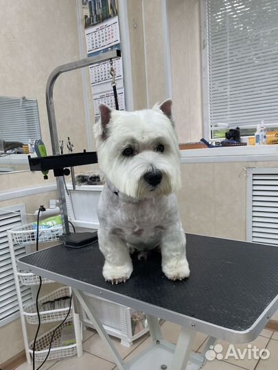 Профессиональный грумер стрижка собак