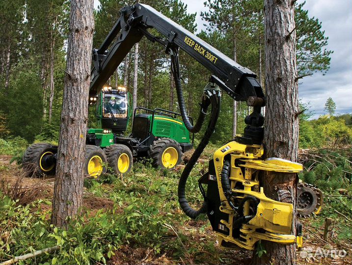 Спил деревьев