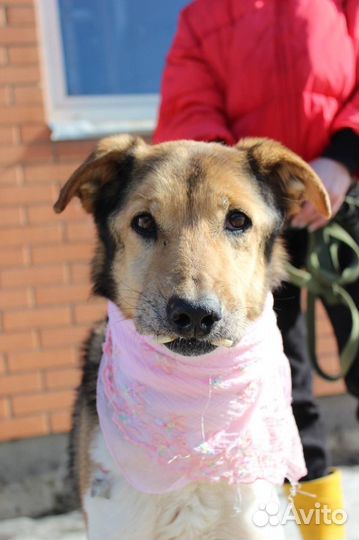 Собака в добрые руки