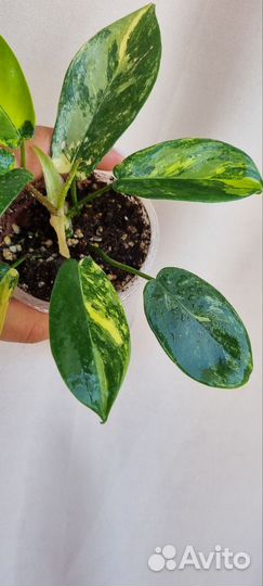 Филодендрон меджик маск