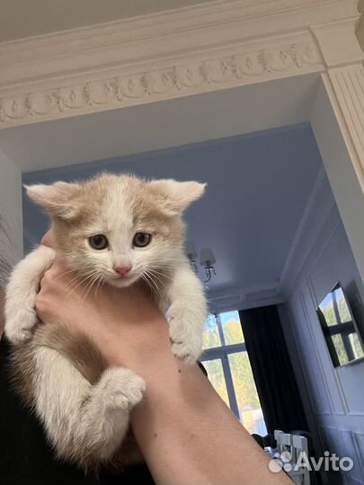 Котенок мальчик