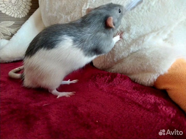 Крыса с клеткой