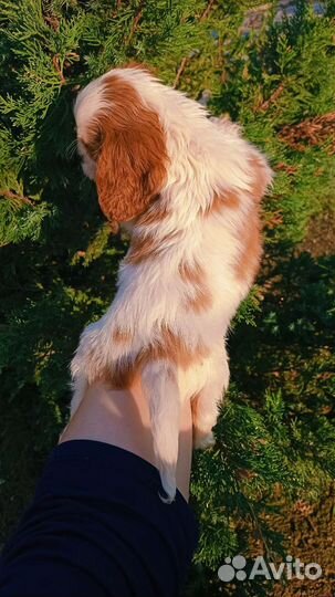 Девочка кавалерушка