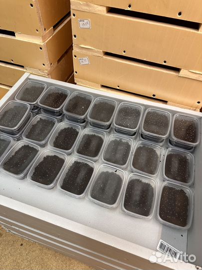 Калифорнийский червь