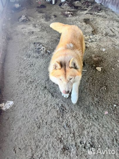 Сибирский хаски