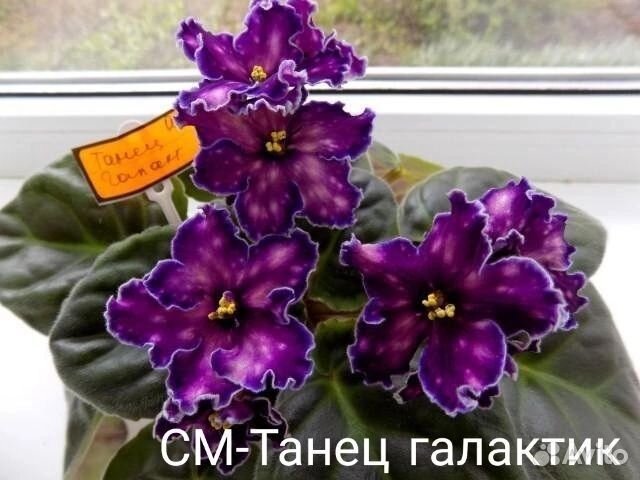 Продам детки сортовых фиалок
