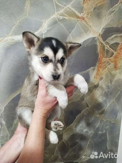 Собака