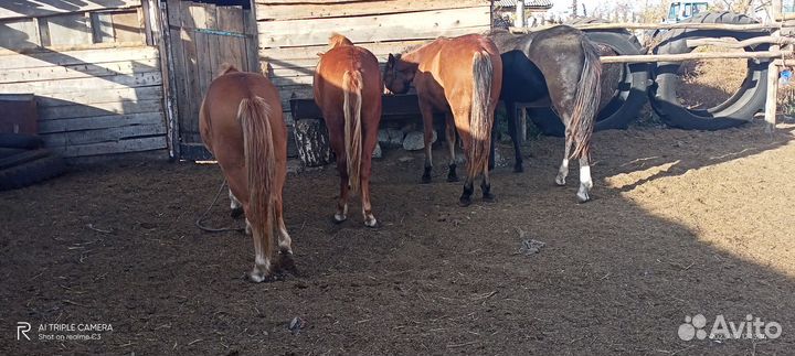 1.6 лошади на мясо
