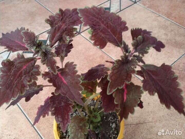 Красный колеус,герань розовая и красная