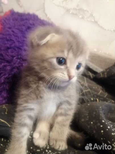 Британские кошечки