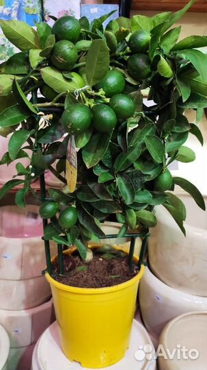 Комнатные растения