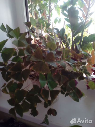 Комнатные цветы - Доброе утро (Оксалис)