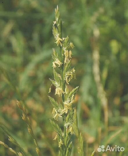 Семена Райграса пастбищного опт