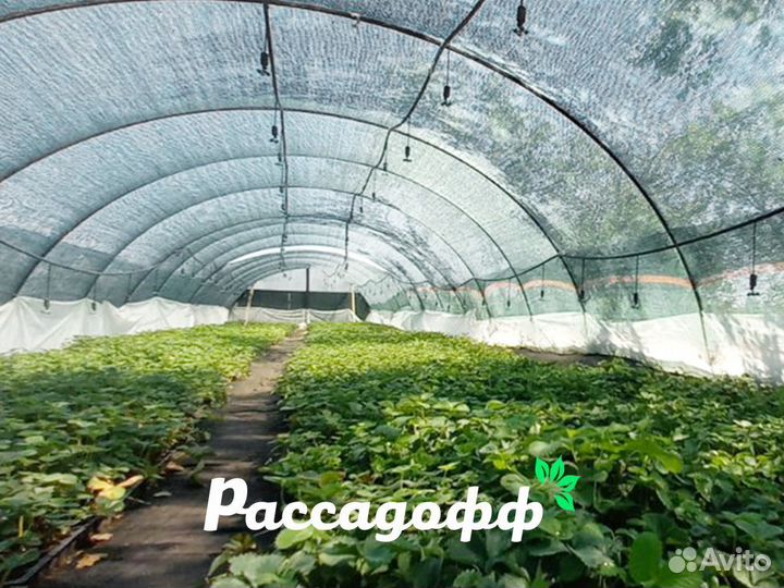 Рассада клубники. Оптом от 128 шт