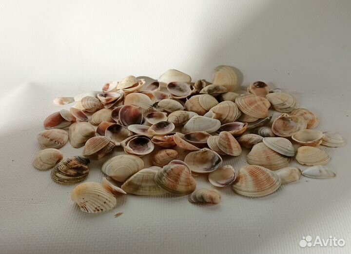 Морские ракушки камушки для аквариума декора