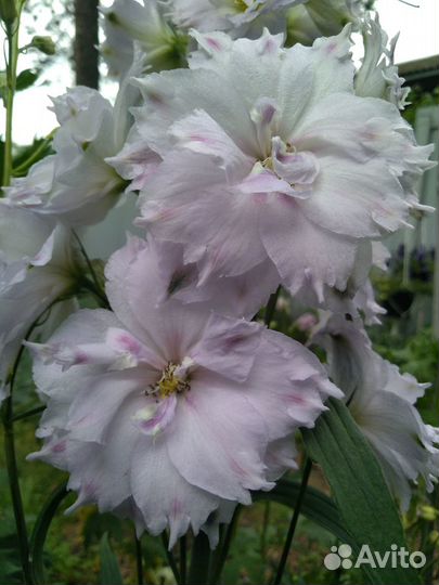 Семена новозеландских дельфиниумов