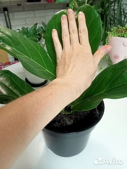 Фикус лирата колумнарис