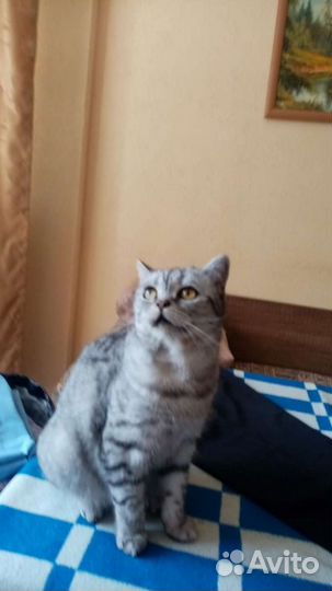 Кот в дар без оплаты