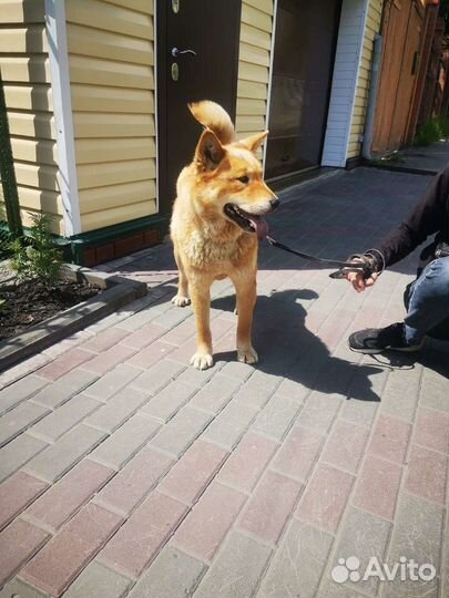 Передержка животных