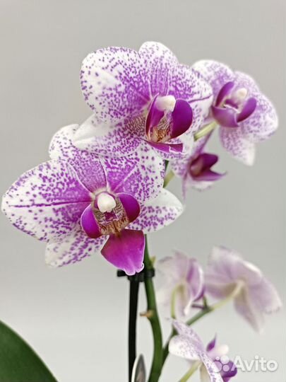 Орхидея Фаленопсис Rotterdam Роттердам