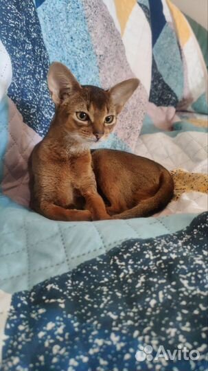 Абиссинские котята
