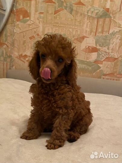 Девочка пудель РКФ